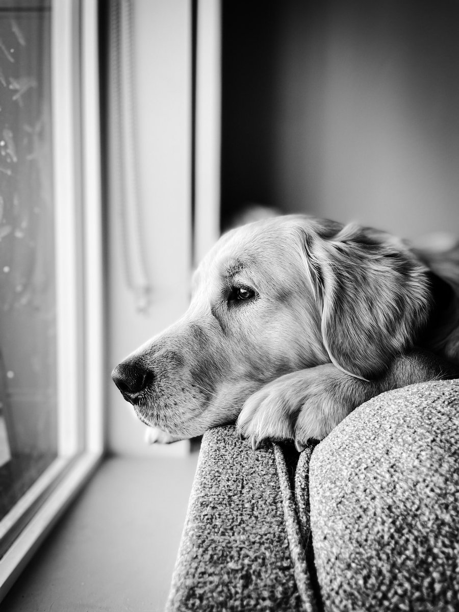 Patiently waiting for all my insta friends to join #twitter 

#dogsoftwitter #twitterdogcommunity 
#DogsofTwittter #dogsofinstagram 
#dogphotography #photography #blackandwhitephotography 
#GoldenRetrievers #goldenretriever 
#DogLover #doglovers