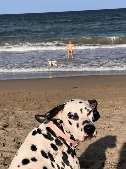 3 pic. Beach babes ? https://t.co/2gq6QyG98B