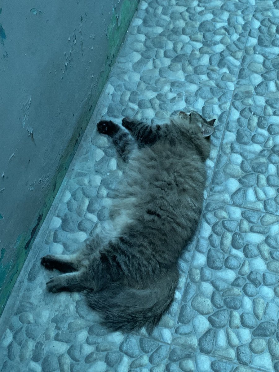 bongithecat tweet picture