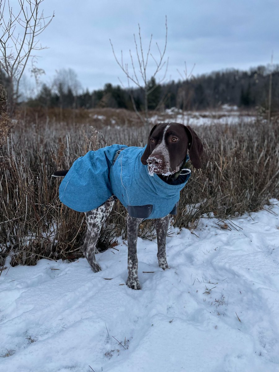 A lot of new people im seeing!!! Send your instagrams &amp; tiktoks so we can be friends there too ❤️❤️ ours is <a href="/mrmoosethegsp/">Moose & Chay</a> on all our accounts 😀 #dogsoftwitter #dogsontwitter #dogtwittercommunity