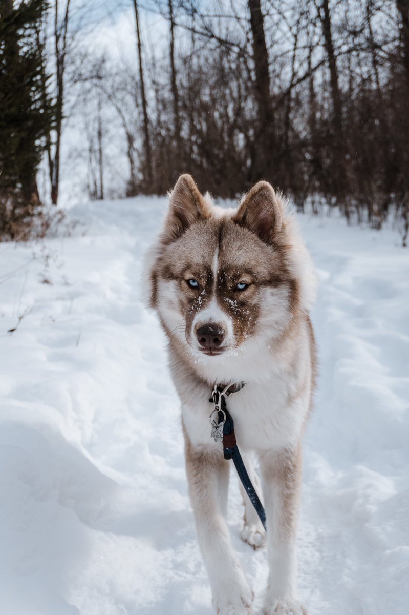 This is Lyric! She is a 10 month old Siberian Husky 🐾