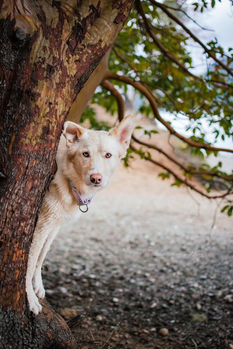 So happy to see all of you here! But, still trying to learn how to navigate on this platform 😅 you know you’re over 30 when… #dogmom #dogsoftwitter #dogs #dogphotography #dogsofinstagram #husky