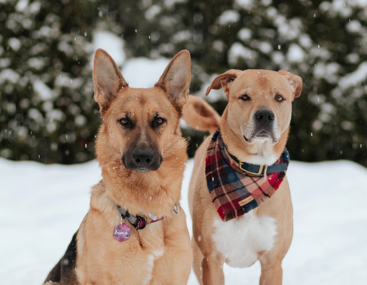 This is Kuma (GSD) and Jax (pitt x). We are passionate about hiking in the woods! We are beginners in traction sports, disc and agility! Kuma loves obedience and Jax is very good at freestyle. 

Welcome to our life!

#GermanShepherd #pittbull #mutt #twitterdogcommunity