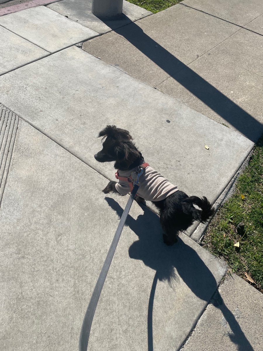 sunnystrader's tweet photo. @AkilahObviously My dog is identical to yours. Any idea what breed (they) are? https://t.co/zkymdos6wk