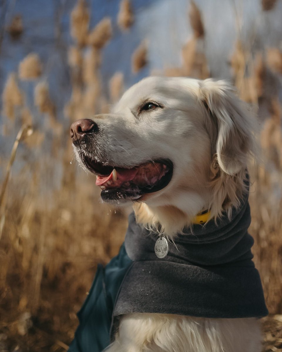 Hiiii Twitter Fam! #twitterdogcommunity