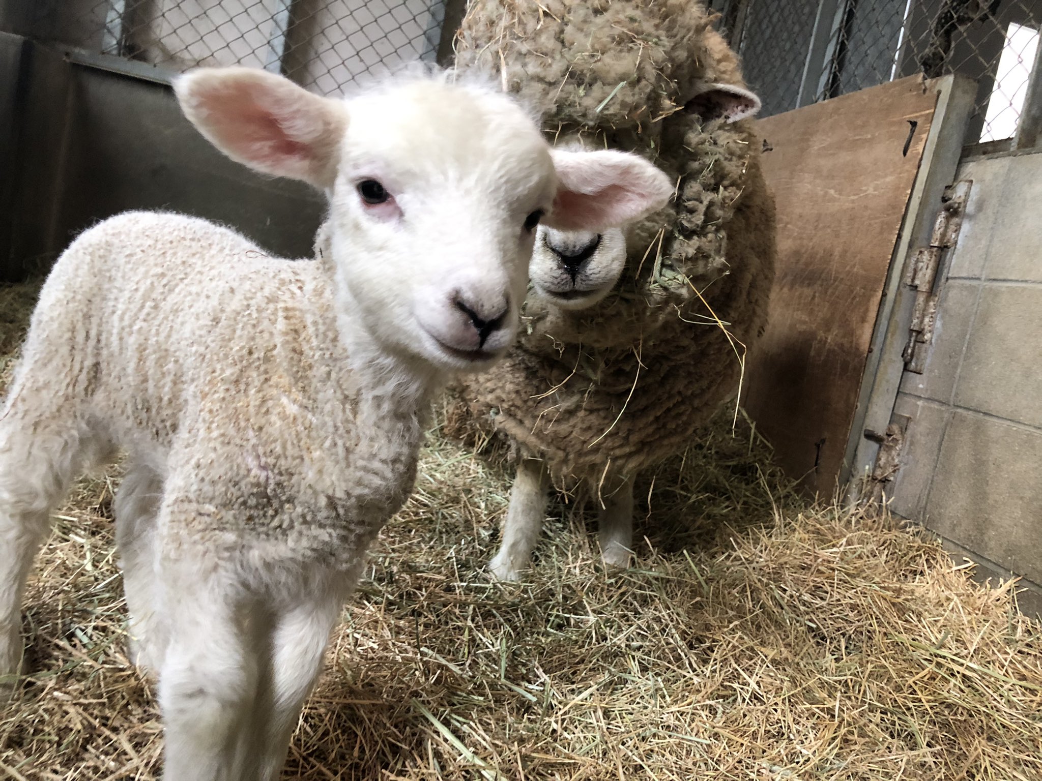 めいこ Narume I Twitter