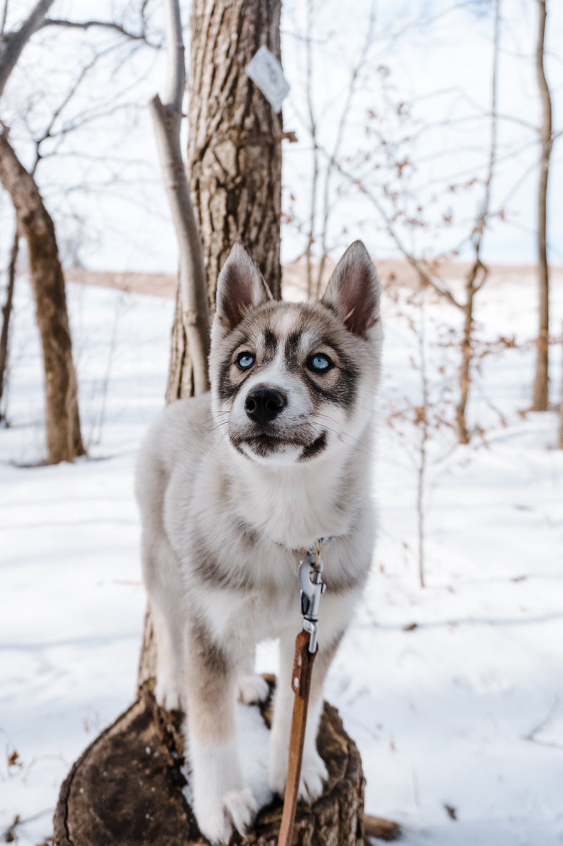 This is Echo! She is a 14 week old Siberian Husky 🐾 #dogsoftwitter #dogcommunity #doglovers #husky