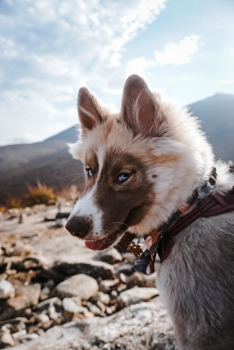 Hello #dogsoftwitter !! We are so excited to be a part of this community! #dogcommunity #dogs #dogsofinstagram #husky #huskies