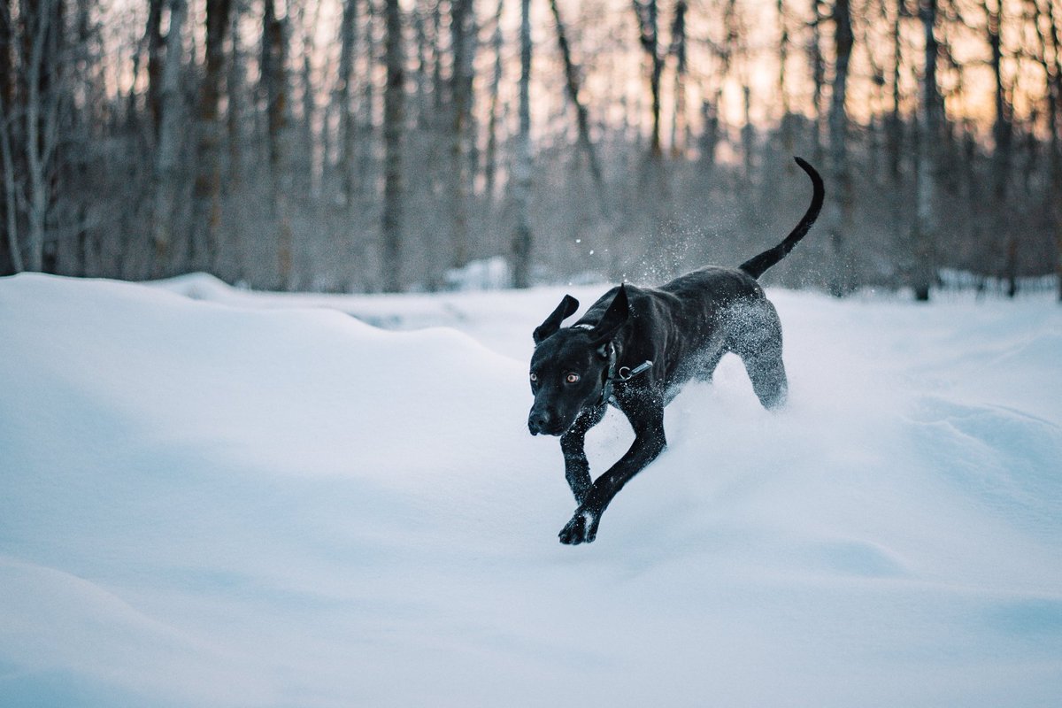 Northwoodstails tweet media