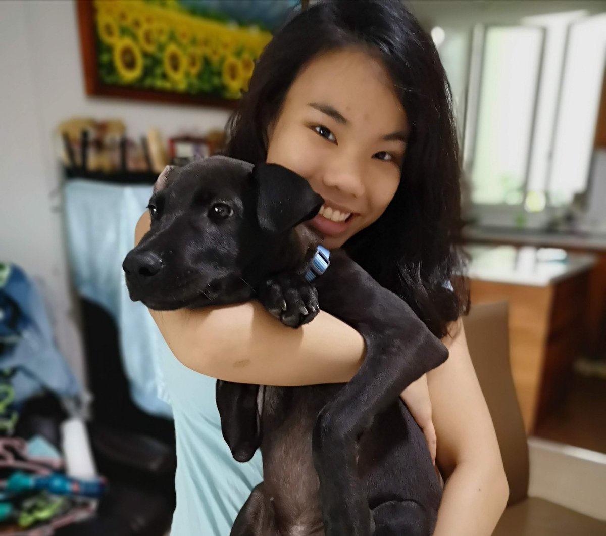 Hello #DogsofTwittter #twitterdogcommunity ! The pupper is Mako, a rescue mongrel from the forests of Singapore! I was adopted at 3 months old by this human and now I live like a king 👑