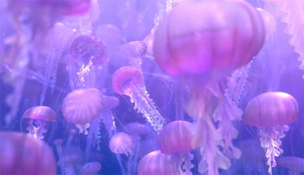 jellystudio_io's tweet photo. Like, retweet and follow if you believe in $DFI and is in the Jelly Army. https://t.co/HVZB46B8ZR
