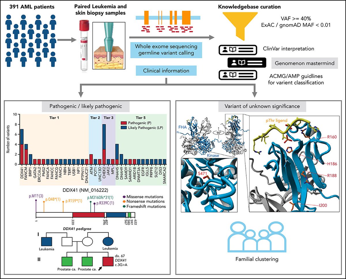 Identification and prioritization of myeloid malignancy germline variants in a large cohort of adult patients with AML ashpublications.org/blood/article/… . Germline variants seen in 13.6% (6.3% in clinically actionable genes), #DDX41 was most common with family hx of myeloid malignancies.