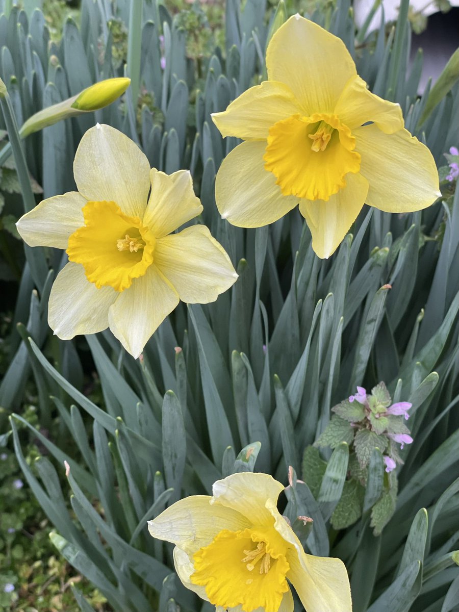 dianne0805's tweet photo. Flowers on Friday…
Wishing all of you peace, a smile, and a restful weekend.☮️🕊😌
#FlowersOnFriday #Narcissus #SpringIsComing #YellowSunshine #WorldPeace https://t.co/ieDVOBM1DI