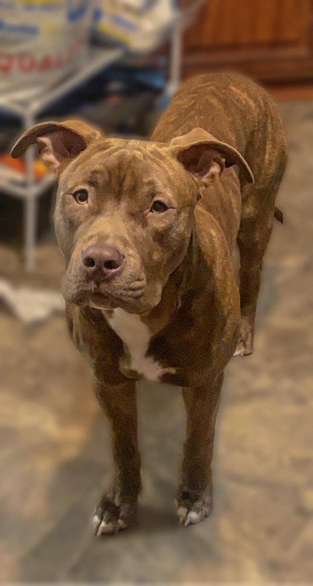 Joining the trend because im bored and its 1am i dont really think the dog world will take off on twitter but we will see 😂 
-
#bullybreed #hades #puppy #dogs #dogsoftwitter #bully #nikonphotography #brindle #redbrindle #virginia #vaadventures #virginiadogs #dogsofvirginia