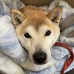 ツイートに含まれる画像