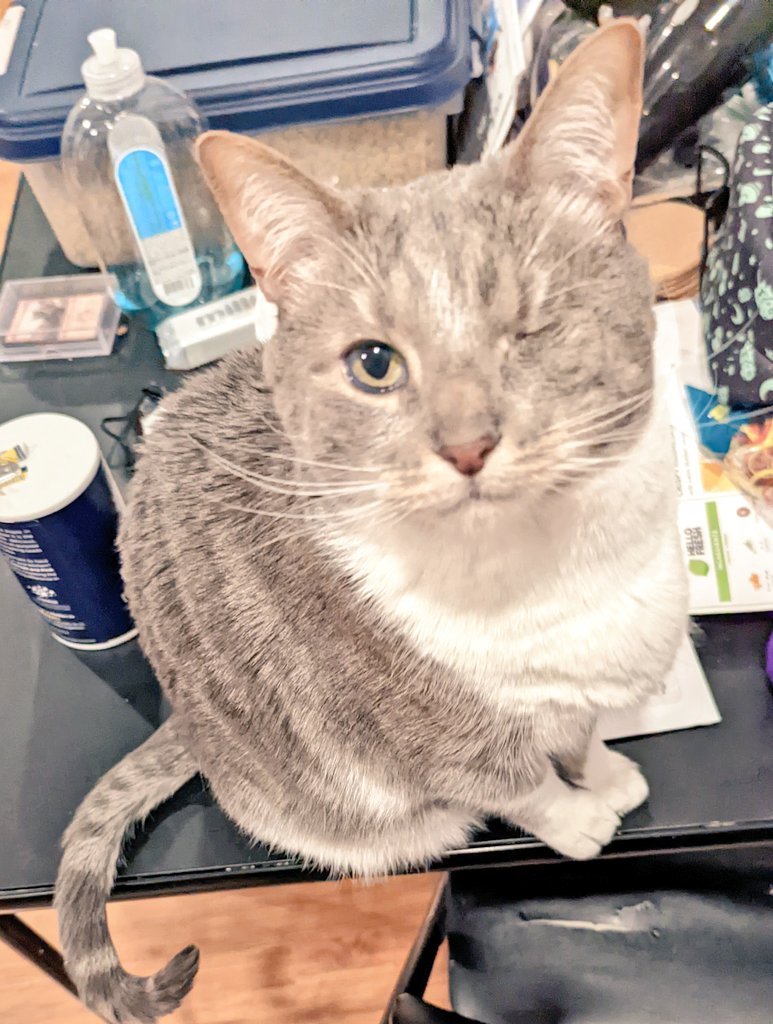 TheKatKashi's tweet photo. #CatsOfTexas I beseech you, scream into your owners faces until they go give "looks like a scrotum" Abbott a piece of their mind!

Protect Trans Youth ALWAYS! 

#TransRightsAreHumanRights #protecttranskids #LGBTQIA #CatsOfTwitter https://t.co/A6u9UdWgWF