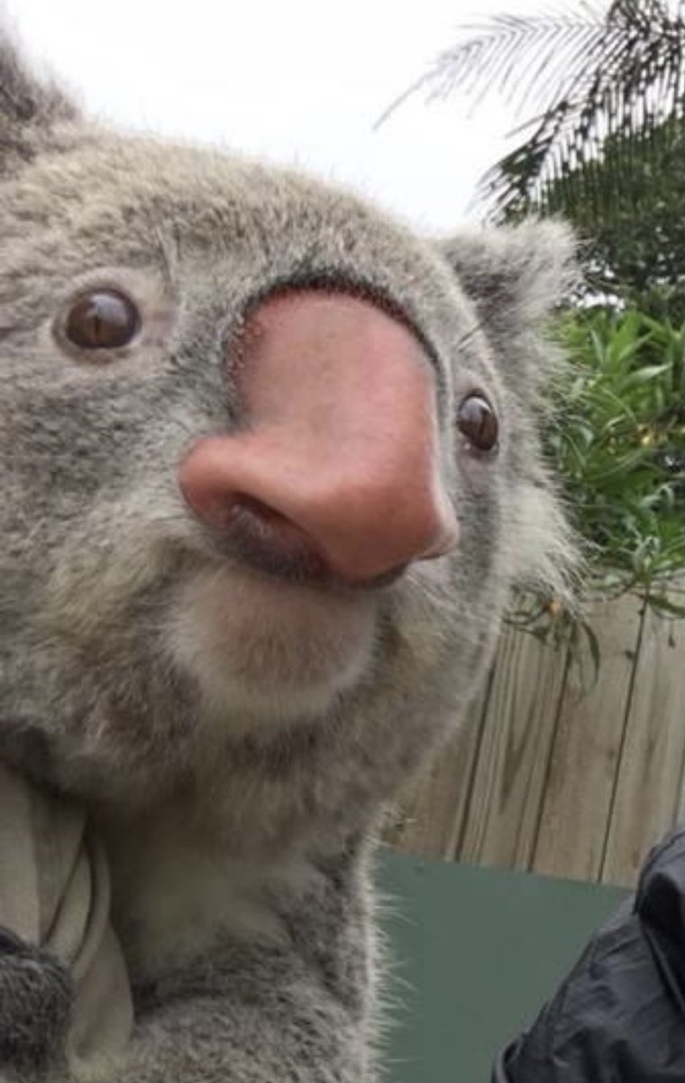 roseadelaney's tweet photo. Years ago I posted a photo of me next to a koala with the caption “Bigger nose competition” and a friend then swapped our noses and the koala with a human nose will never not make me laugh https://t.co/SkDX6ITtt4