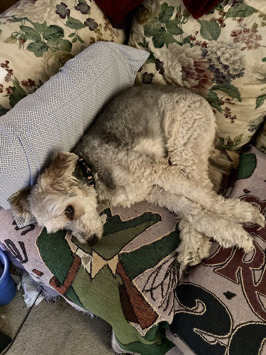 KDush11's tweet photo. My old man dog is 15 years old today. 15!!! 🎉😍 Every bit as sweet as the day we brought him home ❤️ https://t.co/Wccjg533fT