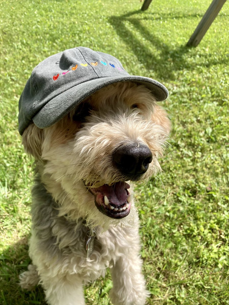 KDush11's tweet photo. My old man dog is 15 years old today. 15!!! 🎉😍 Every bit as sweet as the day we brought him home ❤️ https://t.co/Wccjg533fT