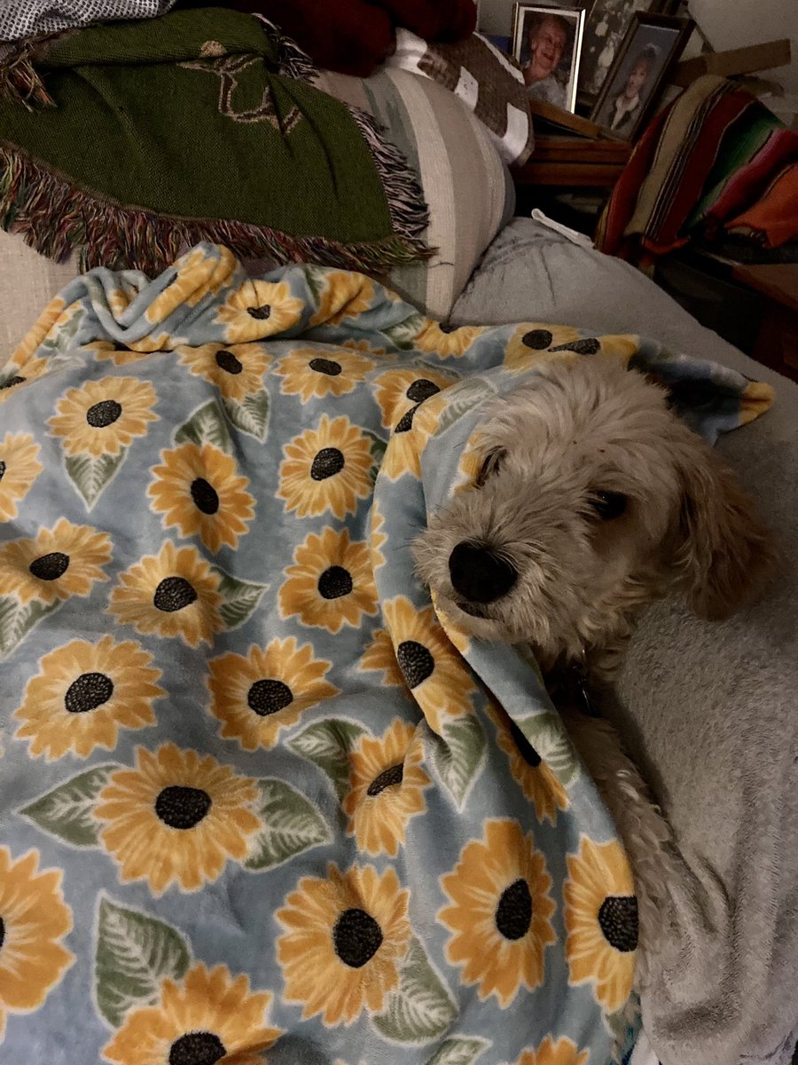 KDush11's tweet photo. My old man dog is 15 years old today. 15!!! 🎉😍 Every bit as sweet as the day we brought him home ❤️ https://t.co/Wccjg533fT