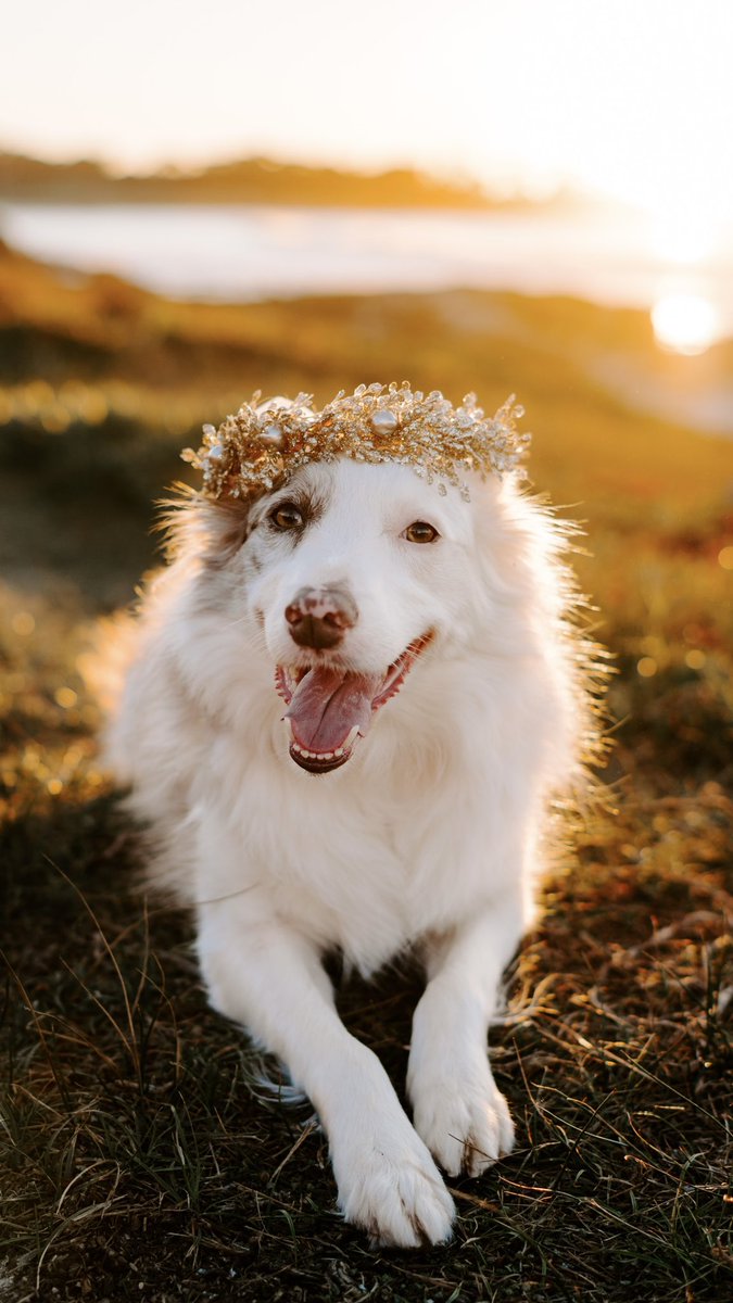 who’s having fun on twitter?! #twitterdogcommunity #dogsoftwitter #dogsofinstagram