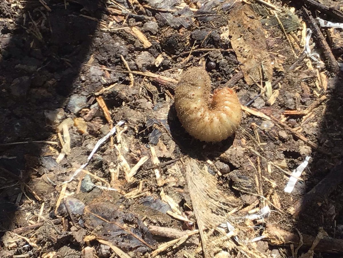 macias_science's tweet photo. After a Walk About yesterday & today on campus looking 4 biotic & abiotic factors, a Ss asked, “how do you know that all these things are here on campus for us to take pictures of? I replied, “I don’t, I just know we have to look” #elmtritons we post our best pics 2 G classroom https://t.co/nt8zaGiwU7