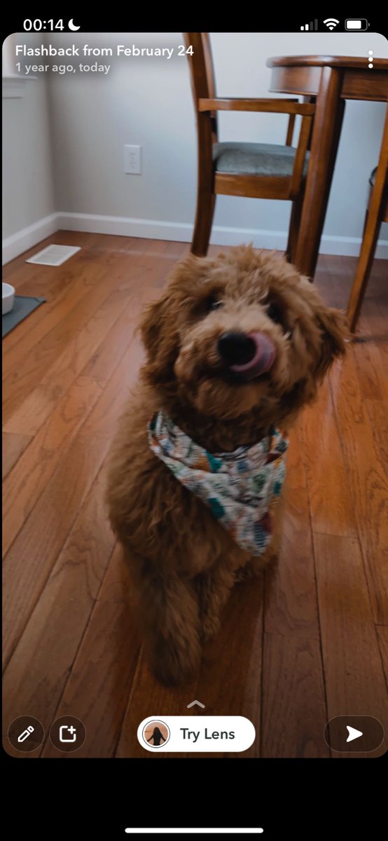 SammmV's tweet photo. Baby Teddy 1 year ago today https://t.co/mXjhZdpvbu