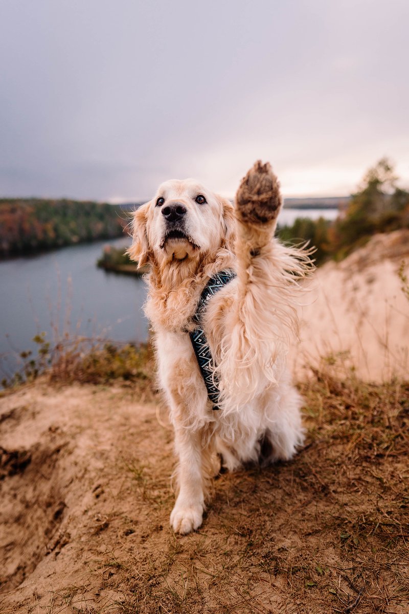 I heard there isn't a crop here 👀
#twitterdogcommunity #dogsoftwitter #weneedmoredogs