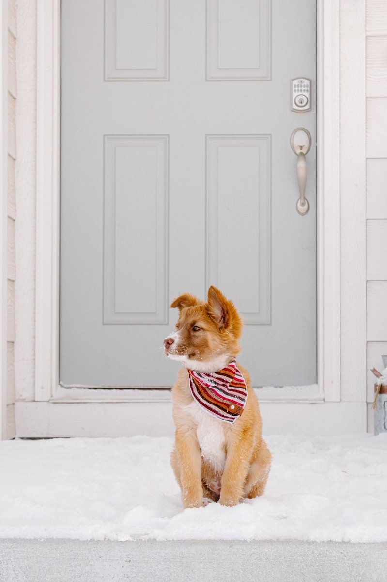 For those who are new the BB fam, we are a small shop that makes accessories for your wild-hearted pup! You’re one stop shop for bandanas, tags, waterproof gear, stunning velvet collars, and apparel with your best friends face on it 🐶