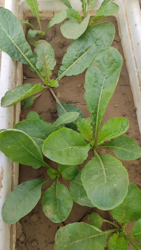 priyankasahay's tweet image. Which vegetable is this, any guesses? #TerraceFarming #KitchenGarden #PlantsOfTwitter