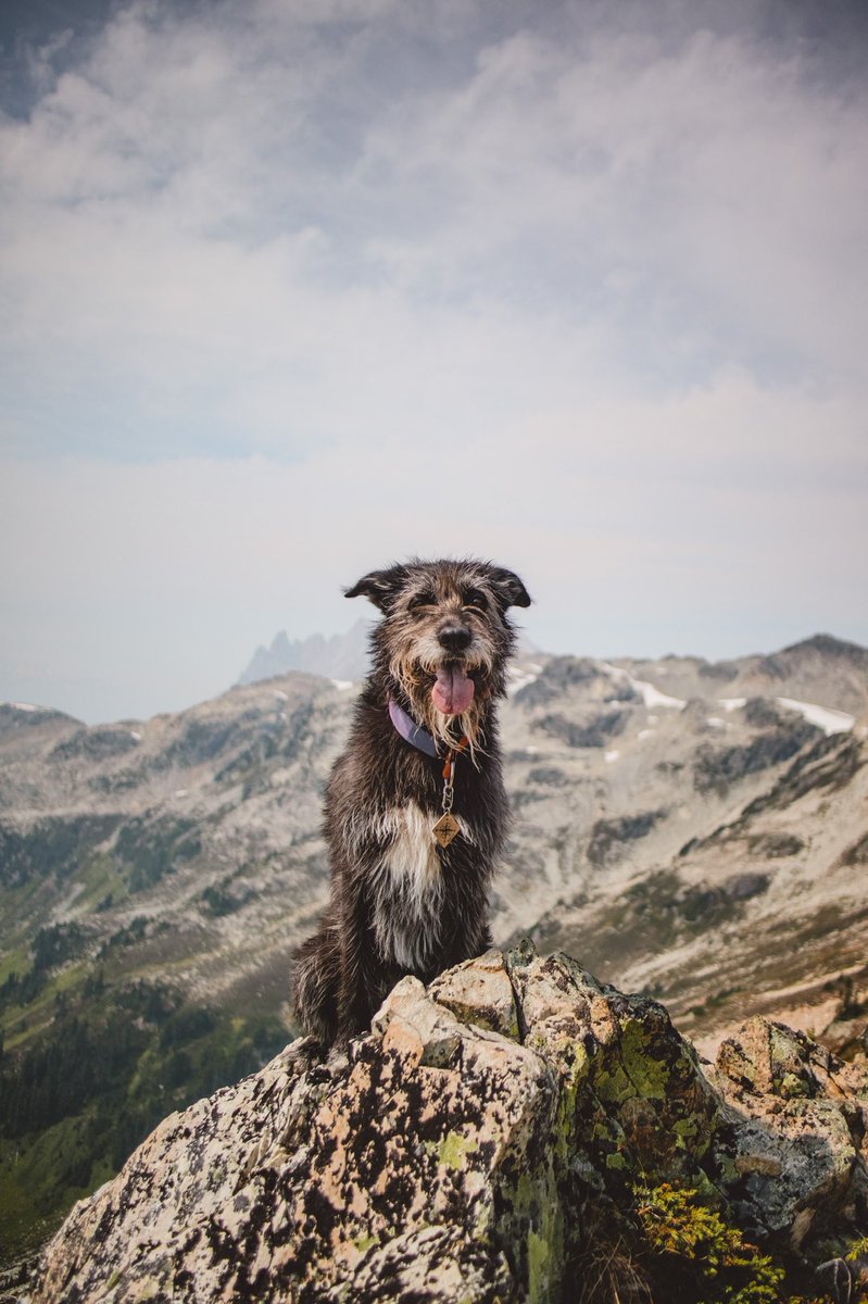 sullysquest's tweet photo. an oldie but a goodie. it is #throwbackthursday after all 🤷🏻 and i feel like you can appreciate this photo more with the full crop.

#DogTwitter #twitterdogcommunity
#beardeddog #sullysquest #tbt https://t.co/ljqpVOP2eu