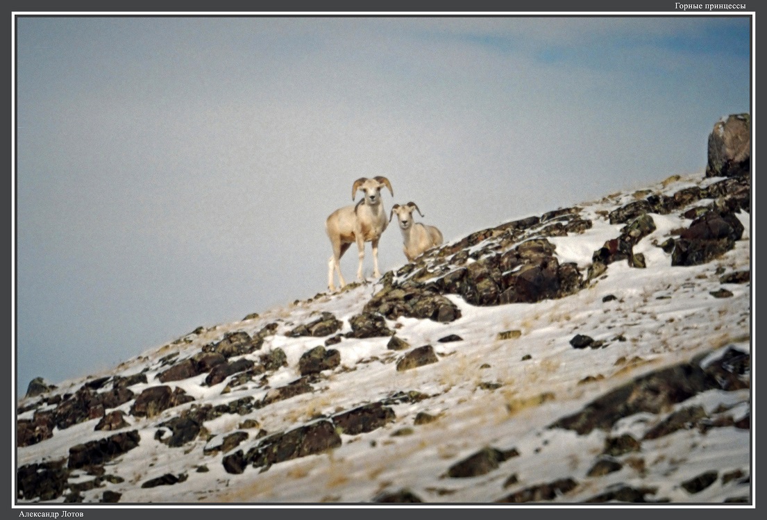 altzapovednik's tweet photo. «Походу аргали 1997» исполняется 25 лет
https://t.co/xnSFlWXHpH https://t.co/6rFdViBkZ8