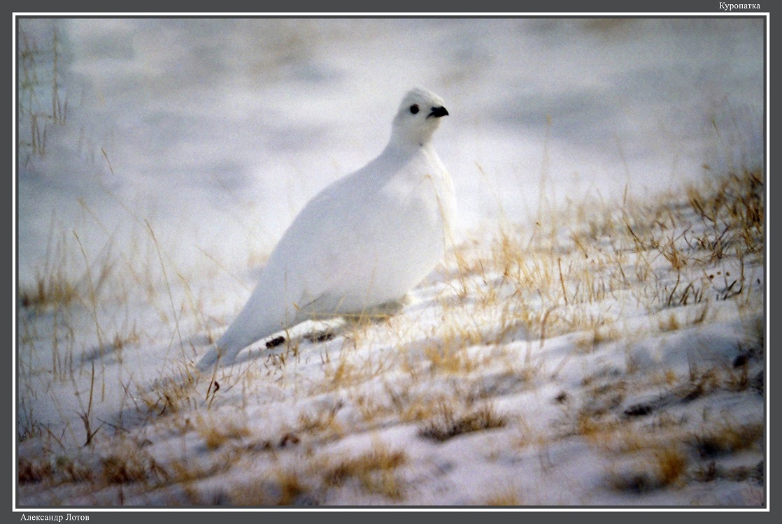 «Походу аргали 1997» исполняется 25 лет
altzapoved.ru/news/2022/02/p…