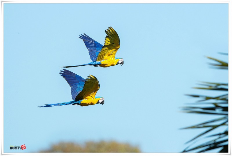 “Surely, the Lord has taken you out of the hunter’s trap, … The Lord will cover you with his feathers, and you will take refuge under his wings, and the truth of the Lord will be your shield and wall over you (forever).”
Let's live beautifully, meet and live together forever.