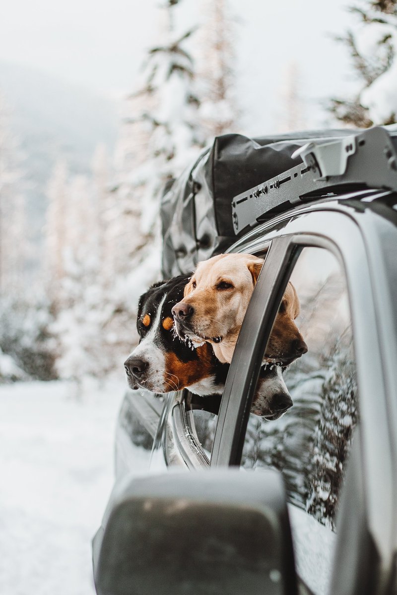 On #Instagram we were hoppin' and poppin' but on #twitter, we be skeetin' and yeetin' 🤠🤙

#DogTwitter #DogTwitterCommunity #Zr2