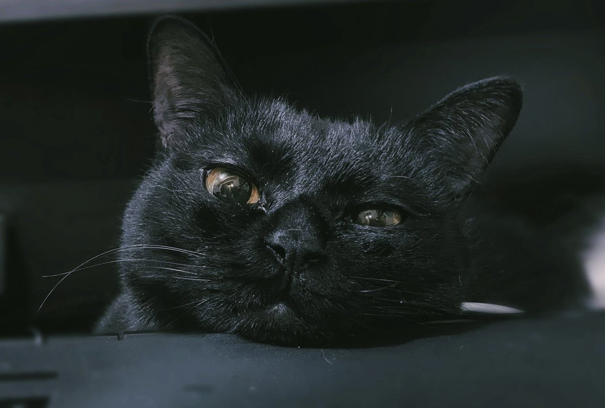 黒猫くくと三毛むぎ (@nez_9090) / Posts / X