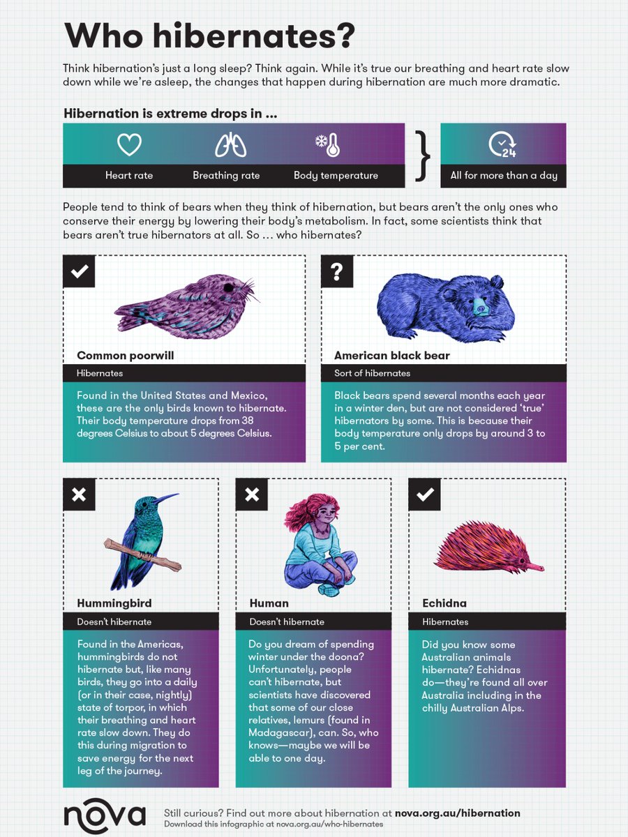 acereduau's tweet photo. Today's #DataVizFriday share, ahead of #WorldWildlifeDay on 3 Mar, comes from @Science_Academy & helps primary #students understand hibernation: what is it, who does it and why?
Find the original: https://t.co/QDjhHwiZDB
About the day: https://t.co/jlKy6QYxGZ @WildlifeDay https://t.co/4cp13ZOUzy