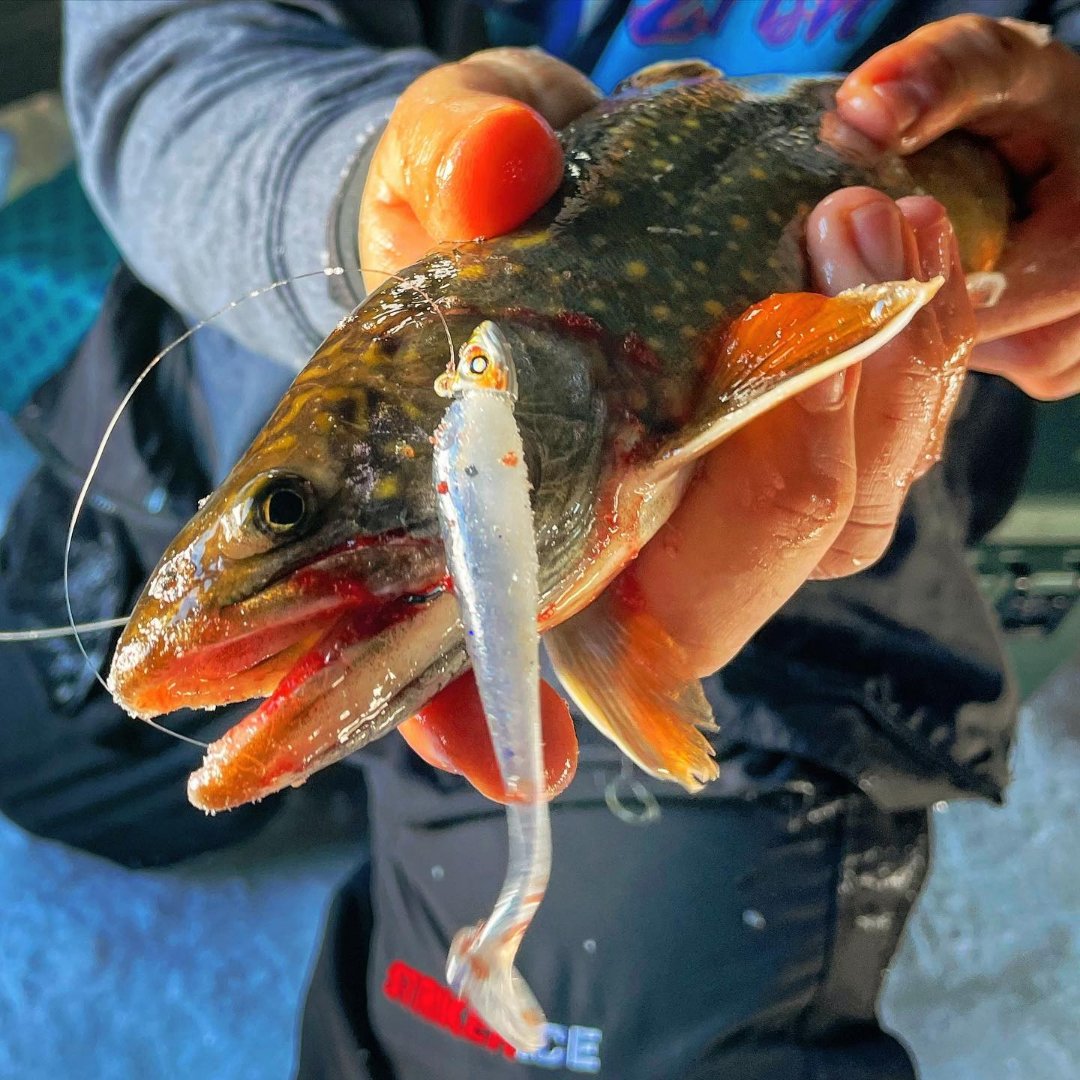 CanuckBassin's tweet photo. #Repost @Anglers_Choice
•••••••
#Splake where thumping the @Anglers_Choice #AC30 on a @nishine_lure_works #smelthead I dunno what they thought it was but they all came in fast and hit hard!!! Most of them didn’t even mark on the Vex, or need a hook set!! #live2fish https://t.co/vYDvKqQVnS