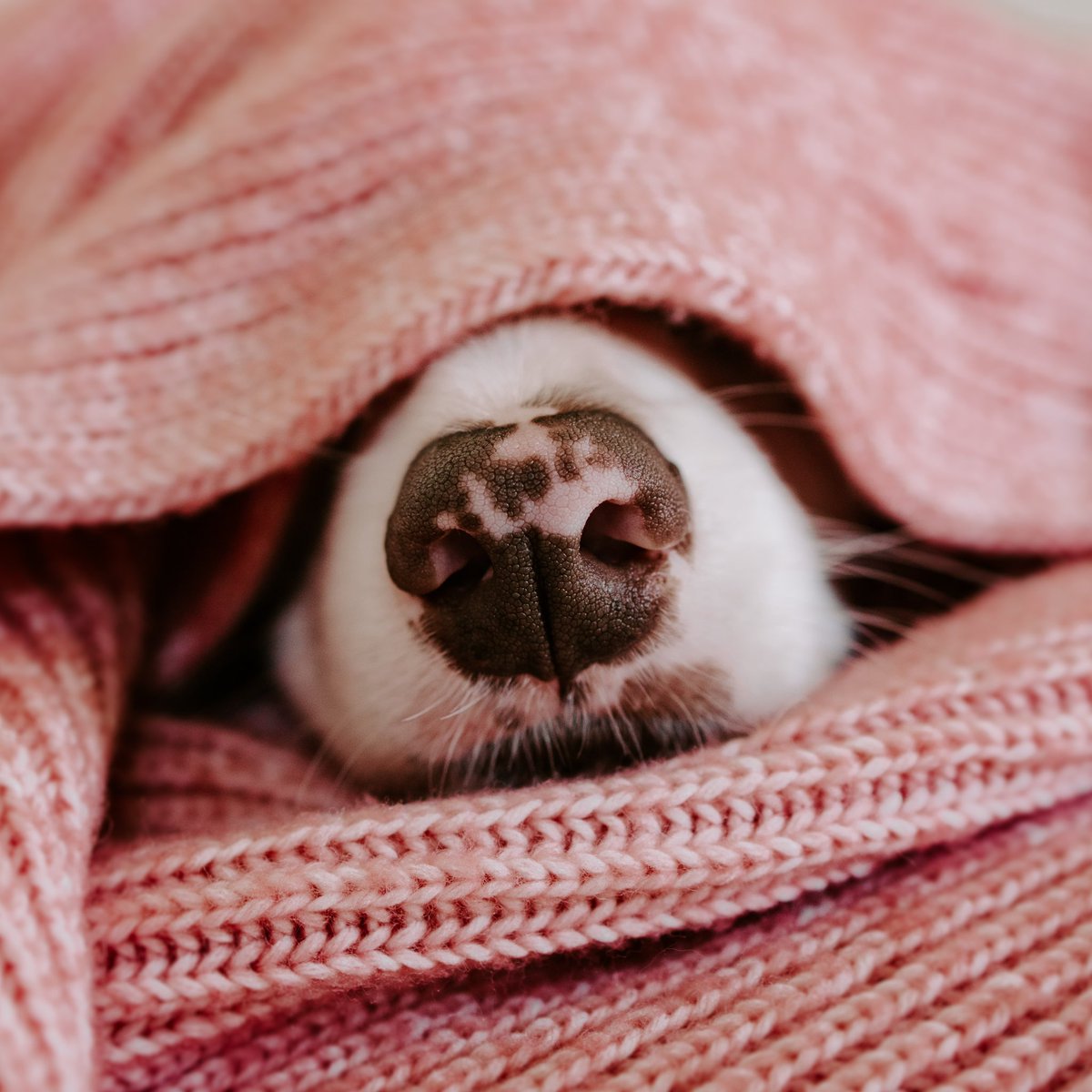 Here’s a #boop for twitter! #boopmynose #dogsoftwitter #twitterdogcommunity