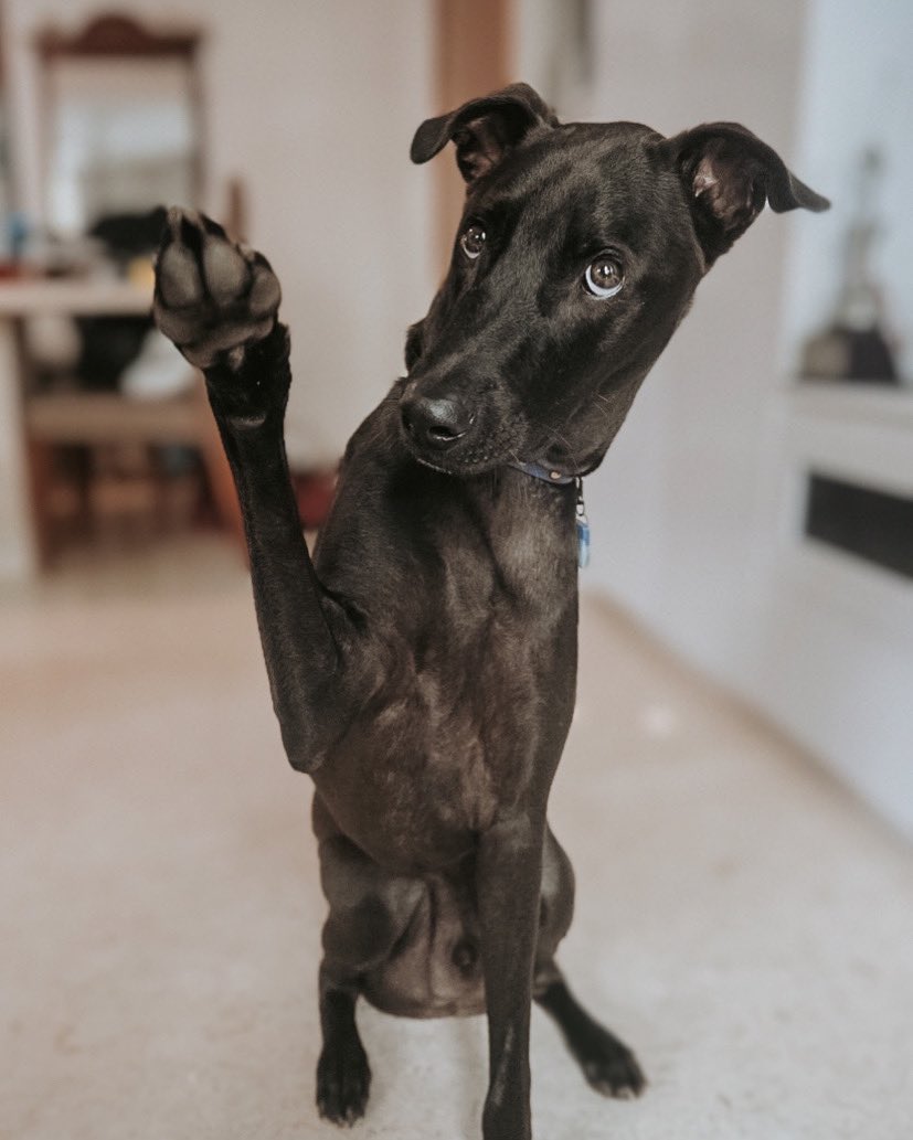 Hemlo! Say hi to me in the comments? 👇🏼 I am Mako, nice to meet you! #twitterdogcommunity #DogsofTwittter