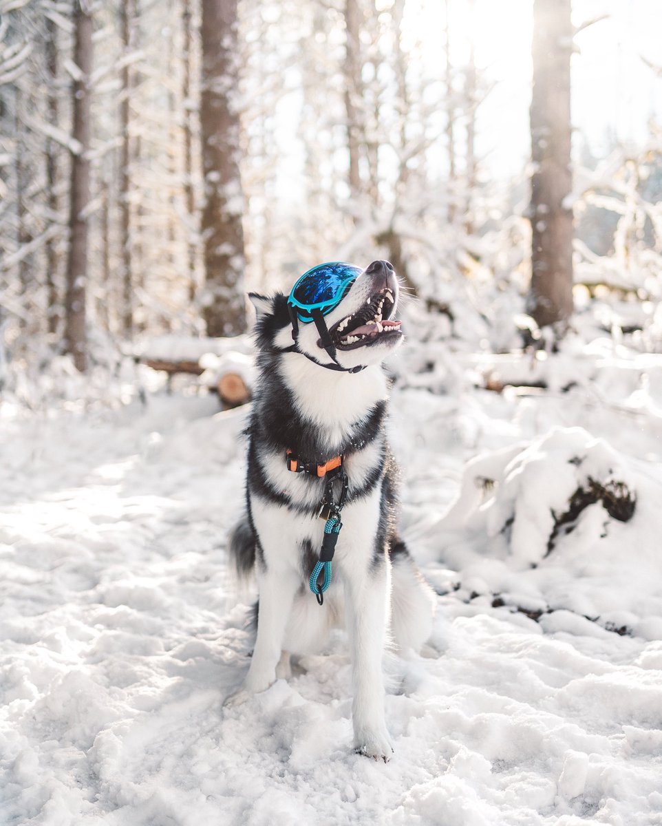 Who else is enjoying the quality of photos and non-insta crop on here? Reply with your last IG photo post for a group of quality doggo photos 🥰