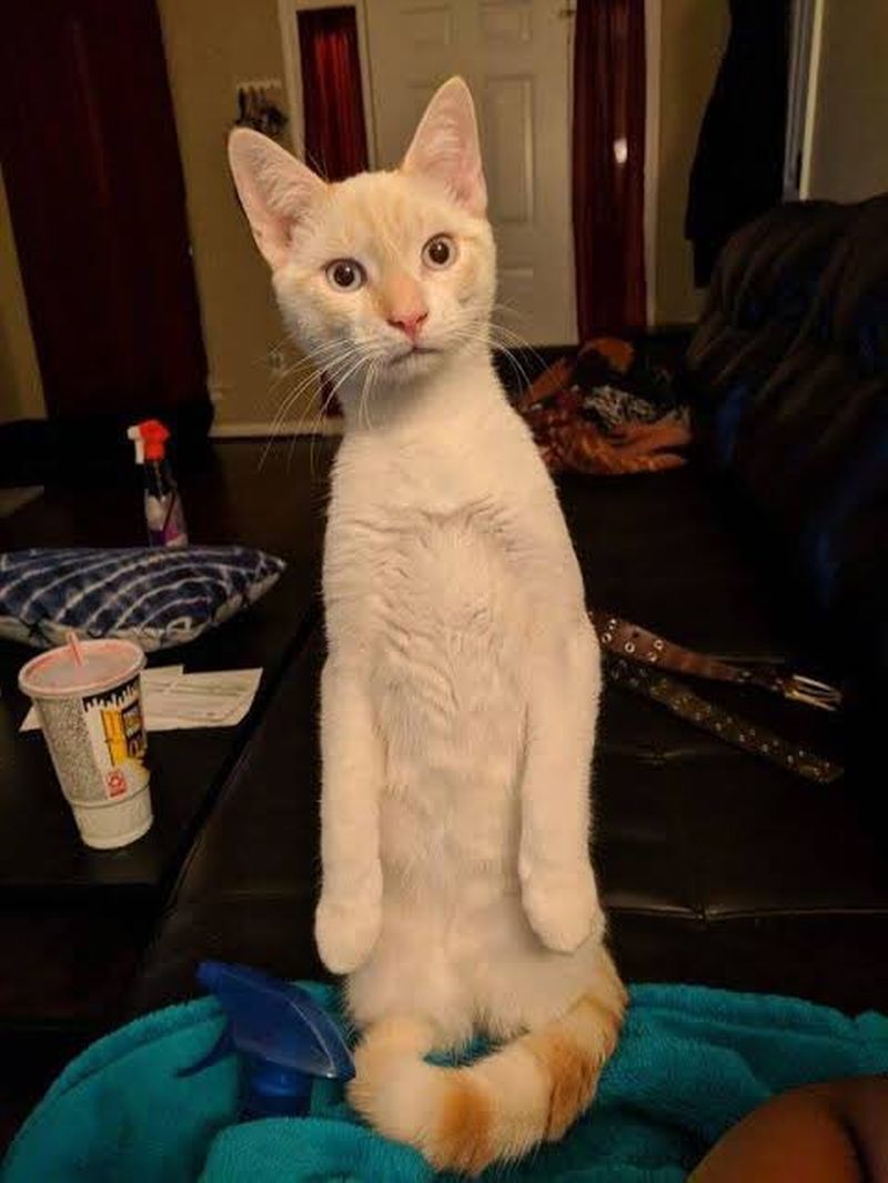 Cat.