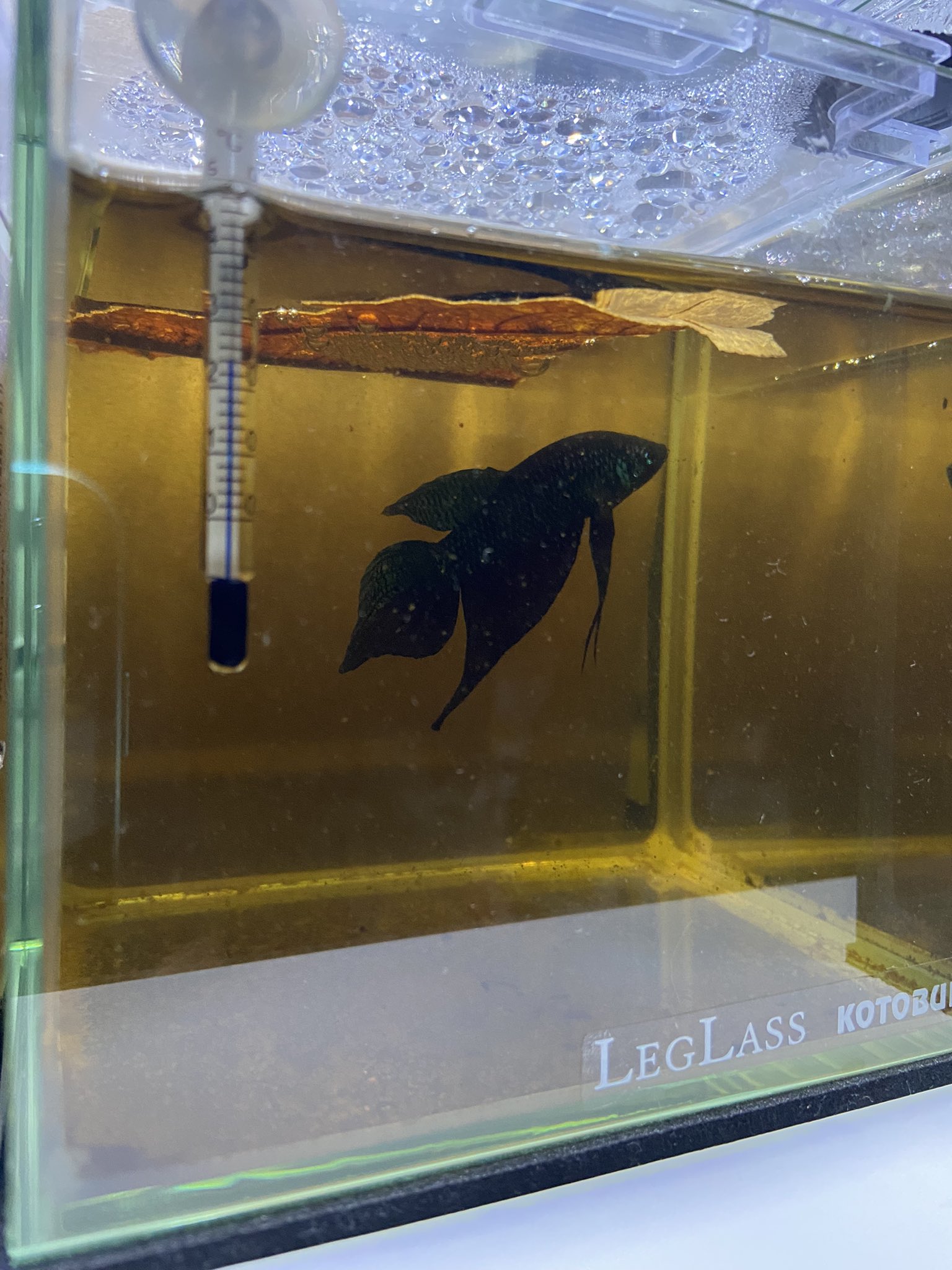 ベタの助 Aquarium Betta Twitter