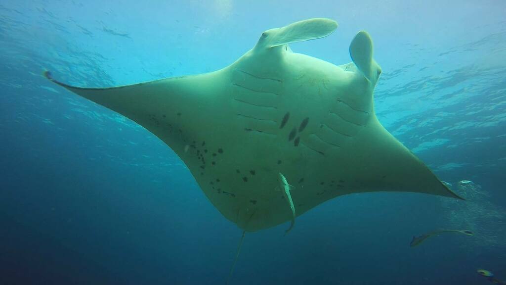 TomLape's tweet photo. Un peu de douceur, de légèreté et d’émerveillement dans ce monde de brut…
Peace ❤️😍🥰🤿
•
#Plongée #ScubaDiving #UnderWater #Maldives #Manta #Raie #Ray #Balais #PleinLesYeux #Voyage #Croisière #Vacances #Off #SousLEau #Mares #Beuchat #Aqualung #Ape… https://t.co/QHJT1Af618 https://t.co/nFTm1EGTcJ
