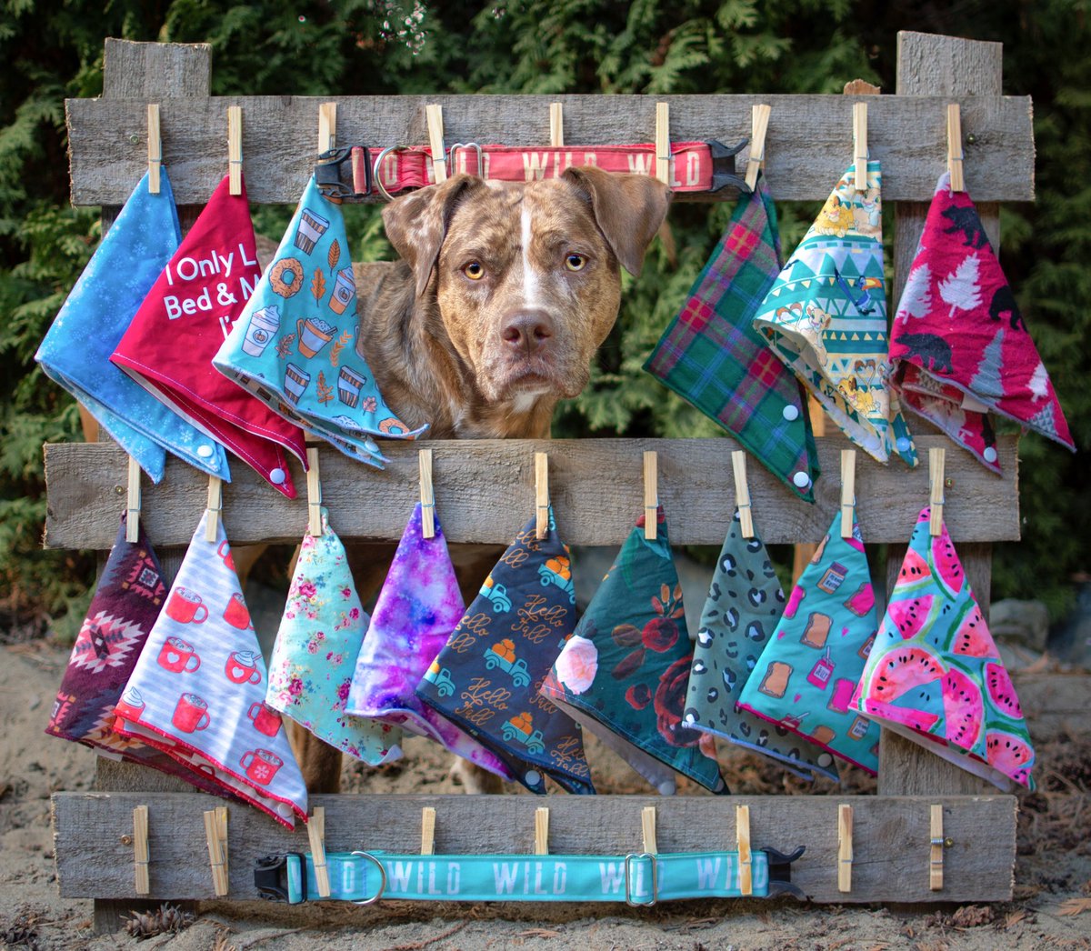 For those of you who are new to the SPC fam, we are a small shop that makes accessories for your pups (&amp; even cats!) 🐶 Your one stop shop for bandanas, collars, harnesses, leashes, poo bag holders, bow ties &amp; more! All handmade in BC, Canada 🇨🇦