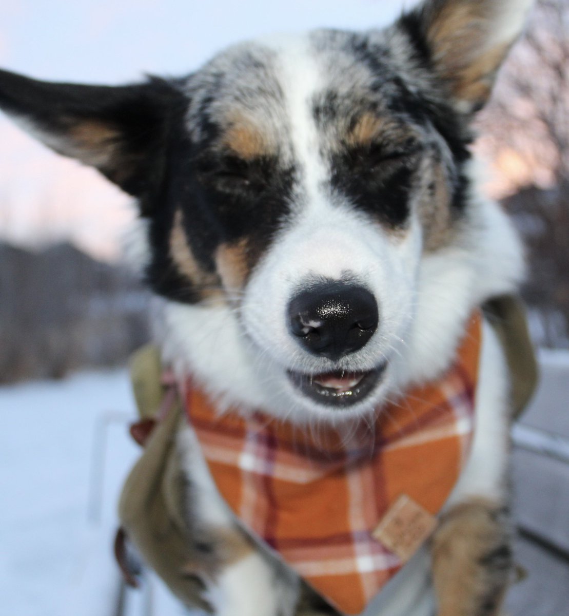 Just casually scrolling through #twitterdogcommunity and following all the dog accounts like-