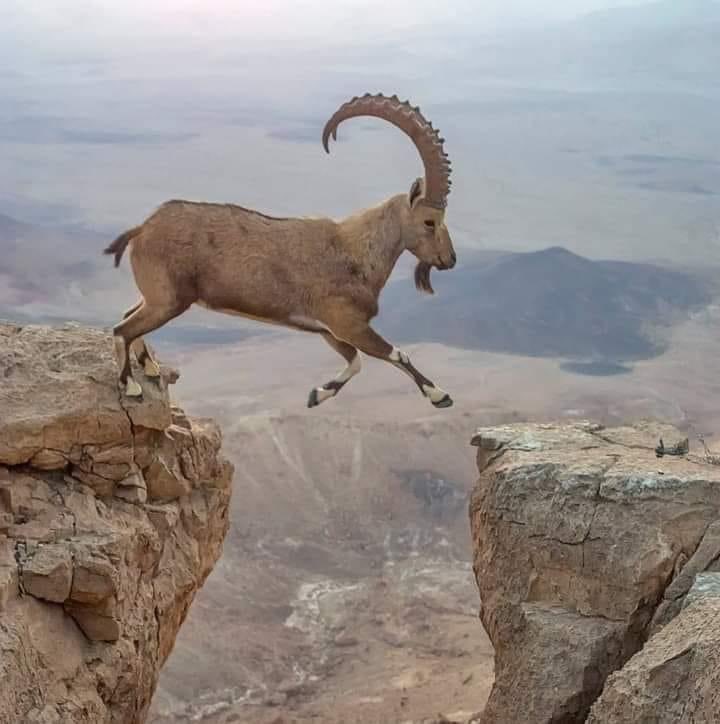 معنا المثل (حيث ماتحط الوعول عيالها)