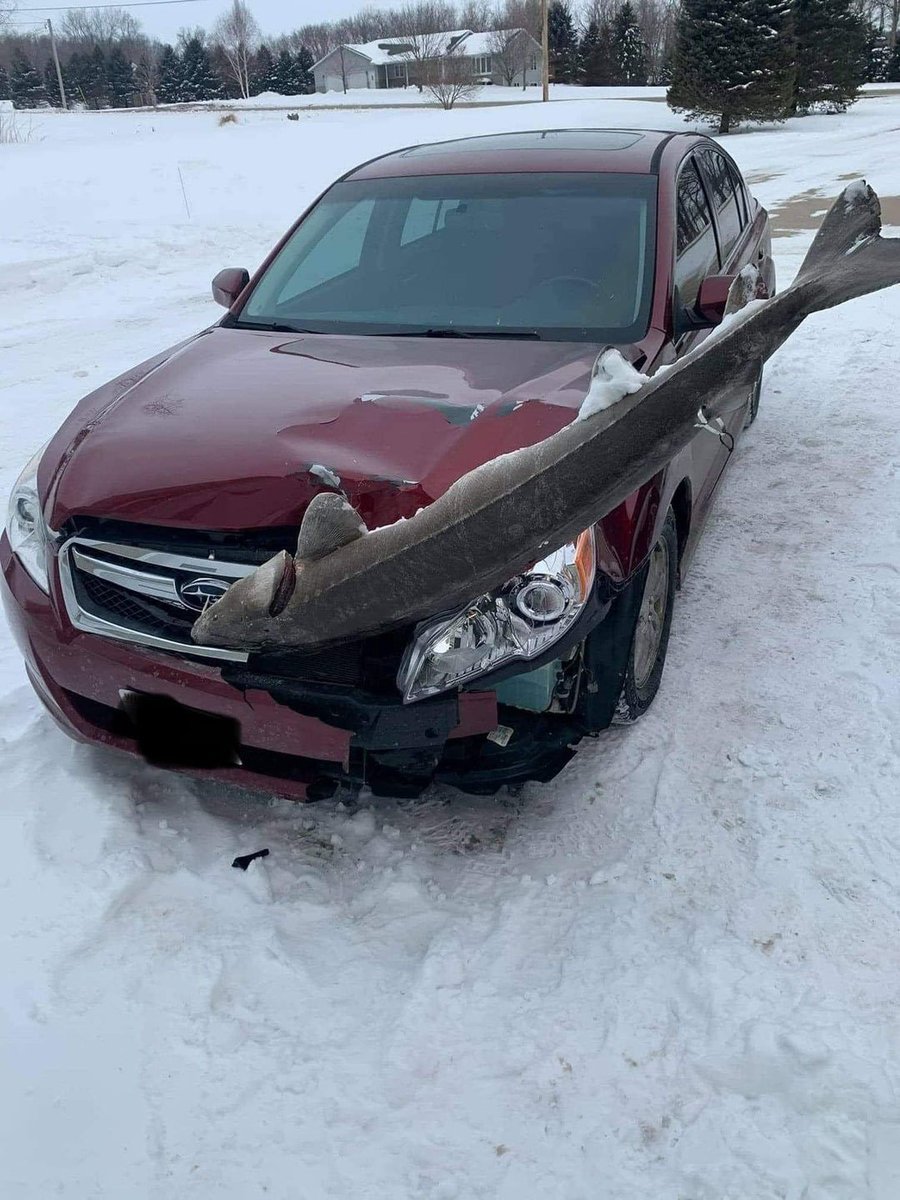 ChaLatteSan's tweet photo. Which Fish Vtuber crashed into my car today. https://t.co/rQmTag1x0n