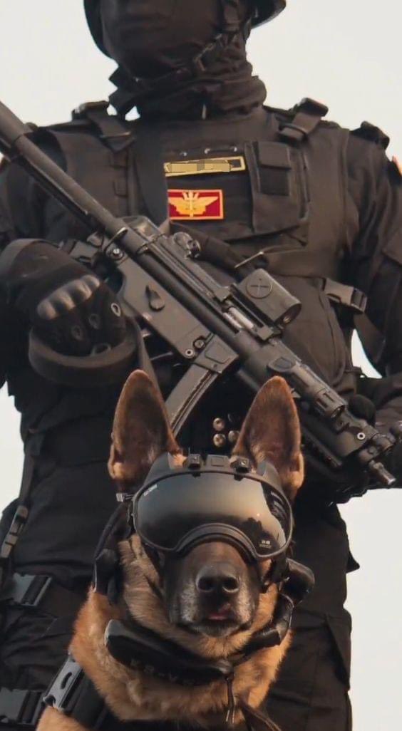 ParveenKaswan's tweet photo. Somebody got swag. NSG commando with a detection dog from K-9 unit. https://t.co/ghoMDCRYty