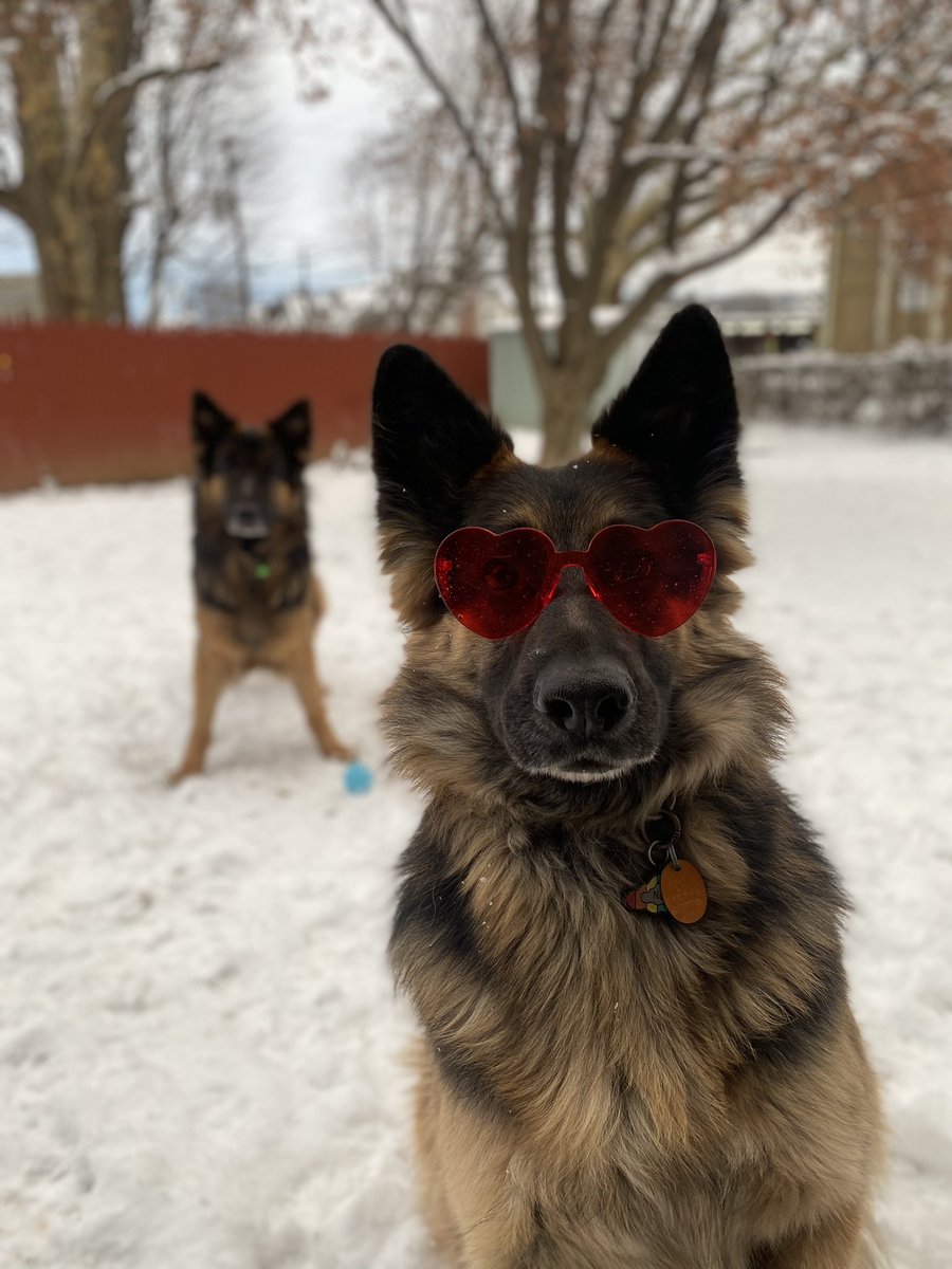 Well we made it let’s give this shot, hey Twitter 👀👋 #dogsoftwitter #twitterdogcommunity